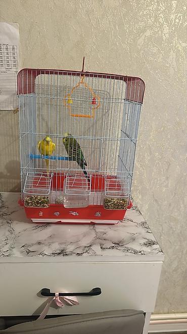 cütləş: Endirim olacaq.Dalmatin və kanareyka deyil, dalğalı tutuquşu dəsti – — 3