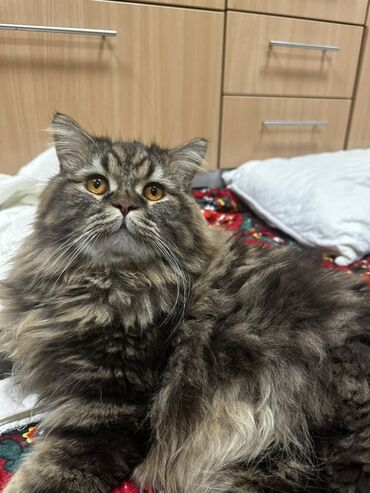 купить сиамского котенка: Экзотическая, 1 год, Мальчик, Кастрирована, Приучена к лотку, Проглистована