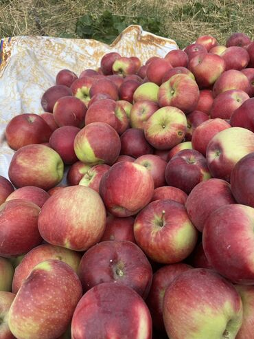 продается двухъярусная кровать: Продаётся яблоки 🍎 сортом апорт и привасхот в наличии около 3-4 тонны