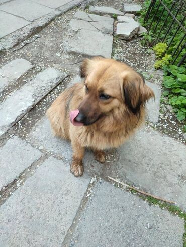 японская порода собак акита: По просьбе ⬇️⬇️⬇️ Бишкек Во двор пришла собака, район