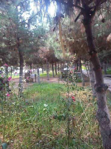 Qabyuyanlar: Ofisiant tələb olunur, Kafe, Gündəlik ödəniş, İstənilən yaş, Təcrübəsiz