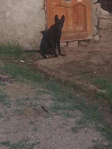 alman ovcarkasi: Alman çoban iti — 2