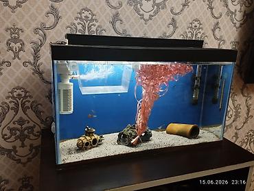 akvarium bitkileri: Dördbucaq akvarium, Balıqlarla birlikdə, 40 l, Ödənişli çatdırılma — 1