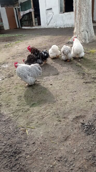 бройлерные цыплята бишкек: Китайские шелковые цыплята в продаже. 1'5 месячные двух недель и 5