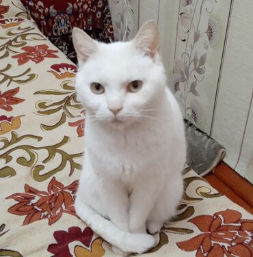 сибирский кот цена: Отдам кошку в добрые руки, в связи с переездом. кошка стерилизованная