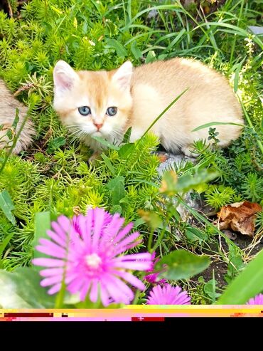 русская голубая длинношерстная кошка: Шотландский вислоухий котенок золотистого окраса с голубыми глазами