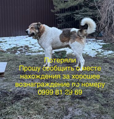 Иттер: Потеряли собаку в районе Ак-орго, прошу вернуть или сообщить о месте