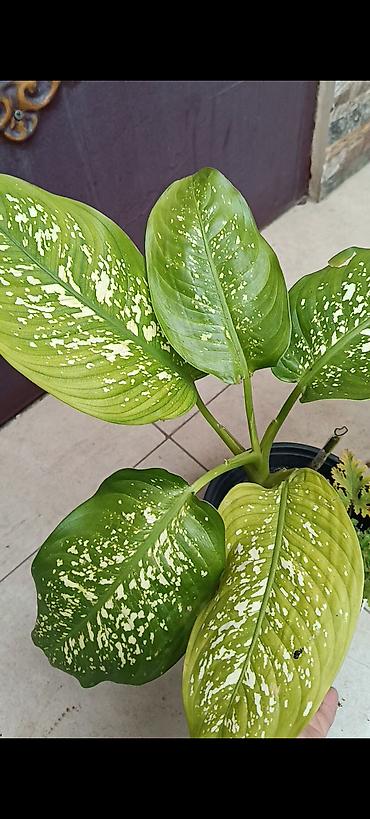 Bağ və bostan üçün digər məhsullar: - Zanbaq (Hemerocallis) – narıncı lecekli gül 8 azn satilir — 6