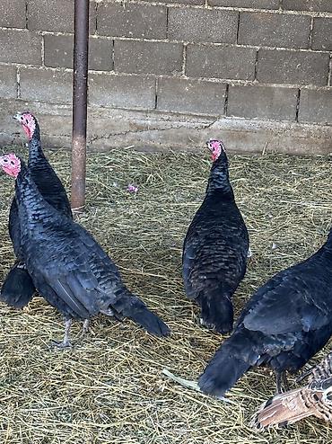 Индюки: Продаю | Индюшка (самка), Индюк (самец) | Черный принц | На забой, Для разведения | Племенные — 11