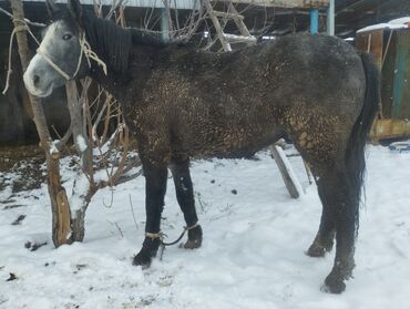 Зимний спорт: Семиз бышты сатылат