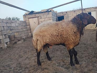 qala qoçu: Qala qoçu dırnağında prablem var kəsgiyə yarıyır əti 55,60 kq olar — 3