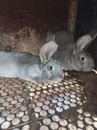 шиншилы: Продаю кроликов 3 х месячных самец, самка.750 сом цена за одного