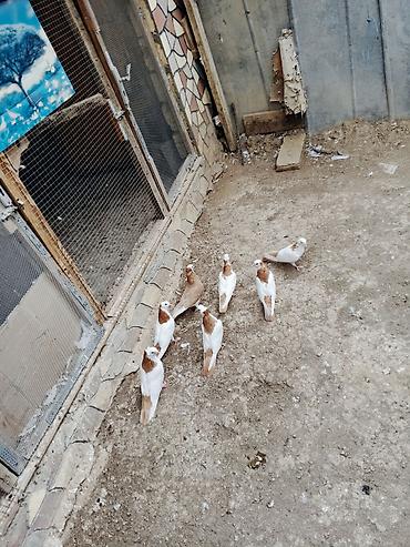 rəngli quşlar: Salam Alokum 6 dene sarı boyun Sarı quruqlar bir cütün balasdi Dedesi — 1