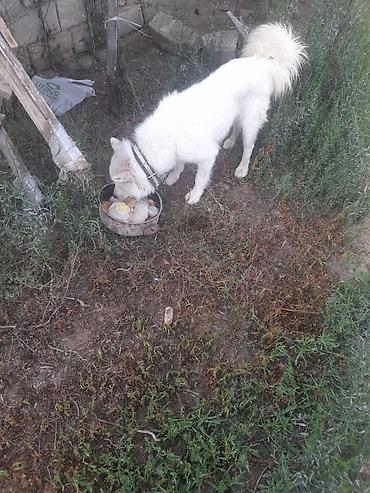 samoyed satılır: Samoyed, 1 il, Erkək, Peyvəndli — 1