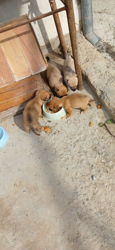 it xaski: Çixuahua, 2 ay, Dişi, Peyvəndli, Ünvandan götürmə