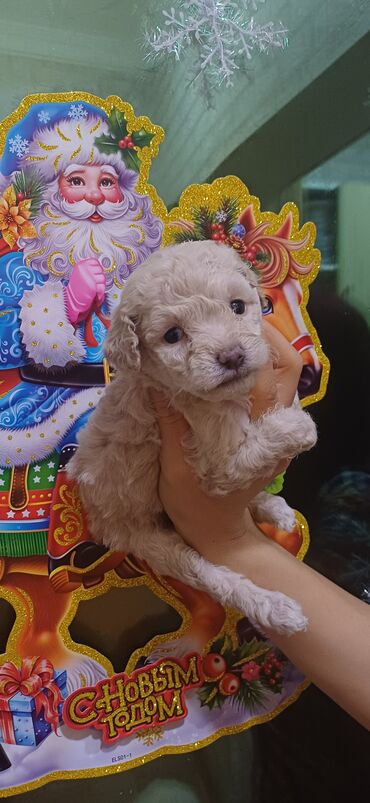 İtlər: Pudel, Dişi, Peyvəndli, Ödənişli çatdırılma — 10