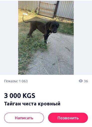 объявления о собаках: Тайган, 5 месяцев, Самка, С прививкой, С родословной