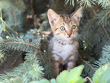 котята свинкс: Отдам котят в добрые руки, два рыжих и три цвета шпрот — 1