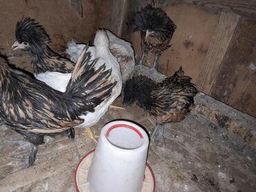 собака бу цена: Salam. Iyirmi manata 7 dene toyuq satiram. Biri 20 manata satiram. 2
