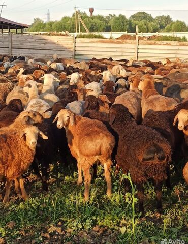 рамановские овцы: Продаю | Ягненок | Для разведения