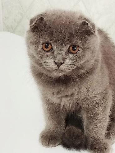 Продажа кошек: Котята шотландской породы самостоятельные,серые 2 мальчика бежевая — 3