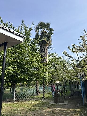 pustə ağacı satılır: Həyətimizdə böyütdüyümüz 33 illik Trachycarpus palmasını satıram — 3