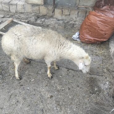 Qoyunlar, qoçlar: Qoyunlar kim wekilde satılır 1qoc 6qoyun var — 10