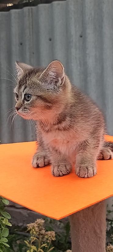 сиамская кошка: Скотиш Страйт (Шотландская прямоухая), 2 месяца, Мальчик, Золотая шиншилла, Приучена к лотку, Проглистована — 7