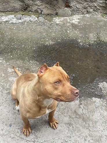 pitbul satanlar: Pitbul, 1 il, Erkək, Peyvəndli — 6