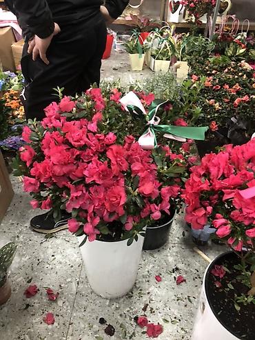 Букеты из живых цветов: Гортензии в декоративных пакетах-кофрах - Композиции из цветущих — 13