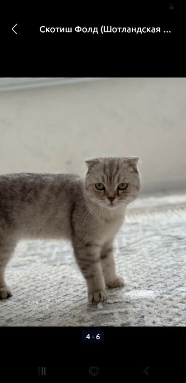 во сколько стерилизовать кошку: Кошка породы Скоттиш Фолд с плюшевой, короткой шерстью. Окрас табби, с