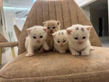 шиншилла котенок купить: Шиншилла, Самец, Самка