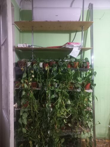 цена фикуса: Продаю полку с цветами не дорого,с лампами. Полка высотой 2.70 см