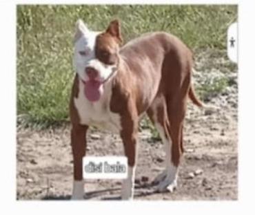 it satişi: Pitbul, 4 ay, Dişi, Peyvəndli — 6
