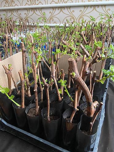 Виноград: Продаю Саженцы Винограда, есть разные сорта: Юлиан, Ризомат, кишмиш — 11