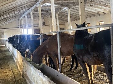 Лошади, кони: Продаю | Кобыла (самка) — 1