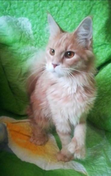 Продажа кошек: Мейн-кун, 2 месяца, Девочка, Черепаховый, Приучена к лотку, Проглистована, С документами at lalafo.kg — 6 Продажа кошек: Мейн-кун, 2 месяца, Девочка, Черепаховый, Приучена к лотку, Проглистована, С документами — 6