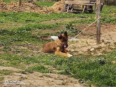 Продажа собак: Овчарка, 5 месяцев, Самка — 8