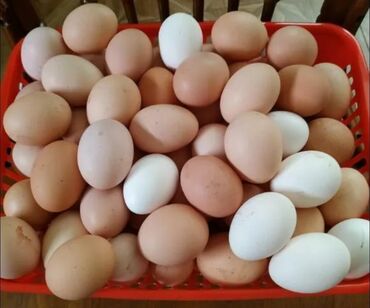 Молочные продукты и яйца: Куриные яйца столовые, отборные по размеру. На фото — микс белых и