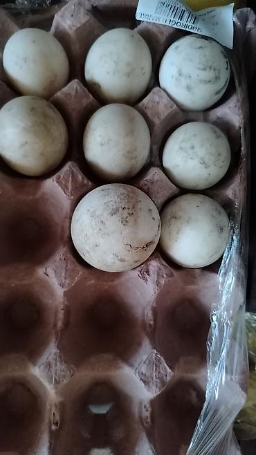 böyük qazanlar: Təzə ördək yumurtaları - Növ: Ördək yumurtası - Rəng: Açıq krem-ağ - — 1