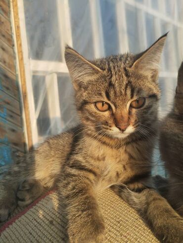 кошка балыкчы: 4 месяца, Девочка, Проглистована