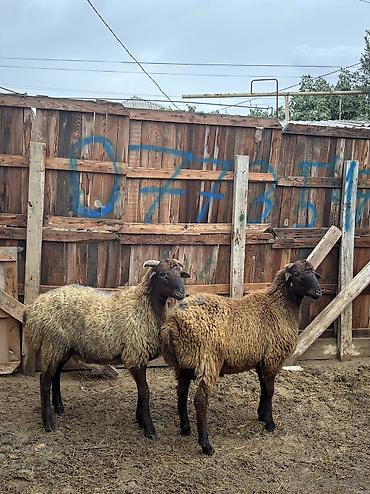 balaca it cinsi: Quzu, Erkək, ay: 8, 34 kq, Ətlik, Ünvandan götürmə — 2