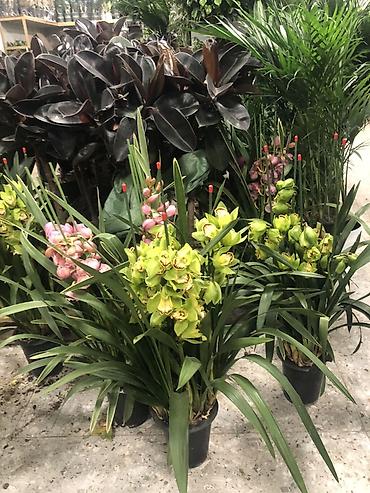 Другие комнатные растения: Комнатные растения в горшках — декоративные и фруктовые 1) Карликовый — 18