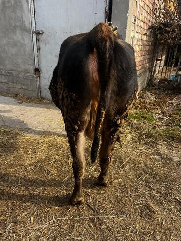 Коровы, быки: Продаю | Корова (самка) | Для молока | Привязанные — 2