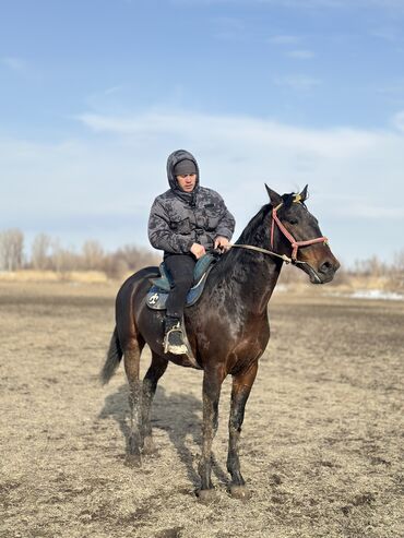 Лошади, кони: Продаю | Жеребец | Рабочий — 8