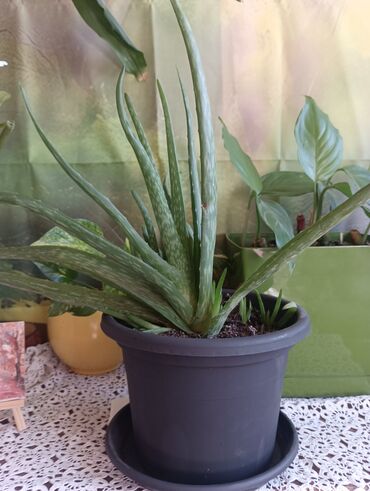 Ostale kućne biljke: Aloja u saksiji prečnika 19cm - 500 din Aloja u saksiji prečnika 15cm — 2