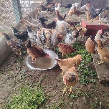 ördək balası və cücə: Təsərrüfat toyuqları – müxtəlif yerli ət–yumurta istiqamətli cinslər — 1
