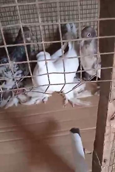 göyərçin satışı: Dort eded iri lelekli qus satilir bir anadir iki bala olar kekilsizdir — 6