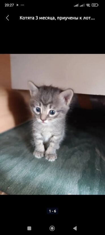 срочно продаю в связи с переездом: Котята, около 3 месяцев. Окрас: серый тигровый и бело‑тигровый