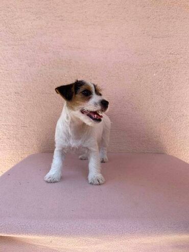 Psi: Jack Russell terijer štenci Na prodaju 4 ženkice Jack Russell — 2